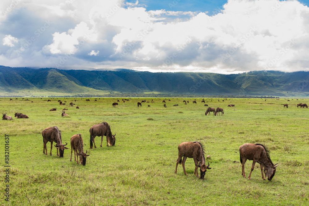 Unzählige Gnus grasen im Krater des Ngorongoro-Nationalparks im Norden Tansanias