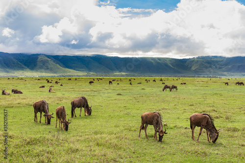 Unzählige Gnus grasen im Krater des Ngorongoro-Nationalparks im Norden Tansanias
