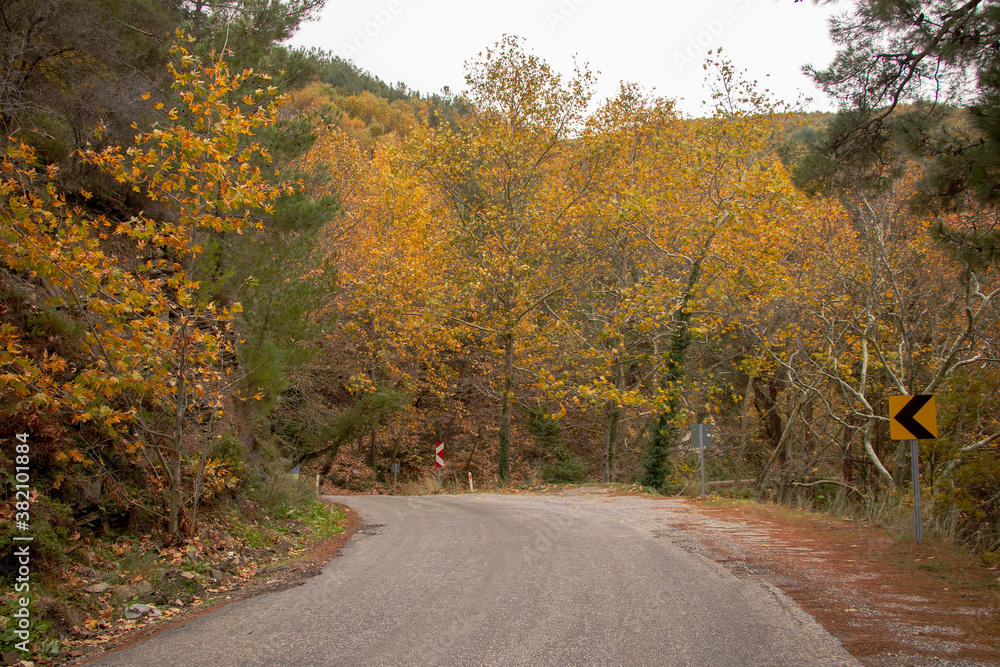 Fototapeta premium Forest path in autumn. Orange, yellow colors make the ride beautiful.