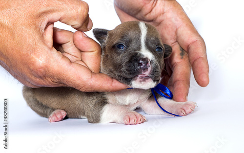 puppy with blue ribbon on white background © irynah