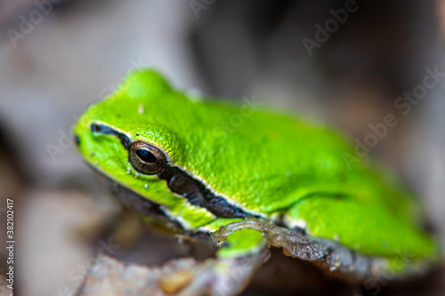 Close-up of a little green frog. Selective focus.