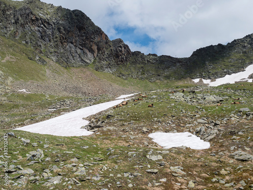 Summer view of rocky alpine landscape with mountain peak ridge Niederl saddle, snow spots meadow with grazing sheep. Tyrol, Stubai Alps, Austria photo