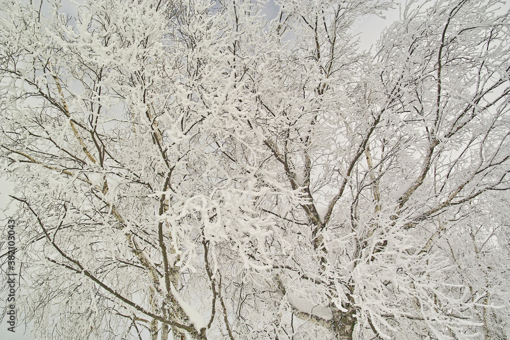 樹氷 樹氷