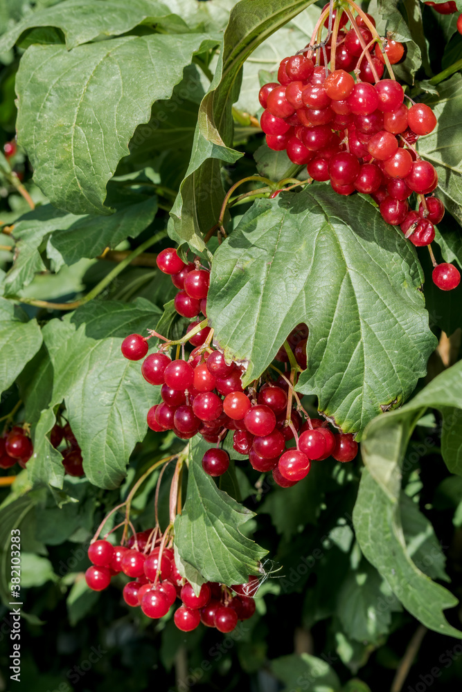 Water Elder (Viburnum opulus) in garden Water Elder (Viburnum opulus) in garden