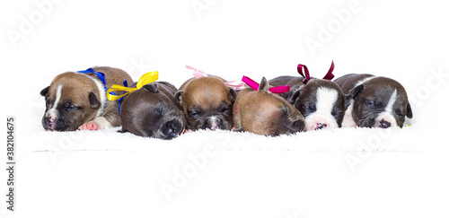 group of puppies sleeping  row on a fluffy blanket