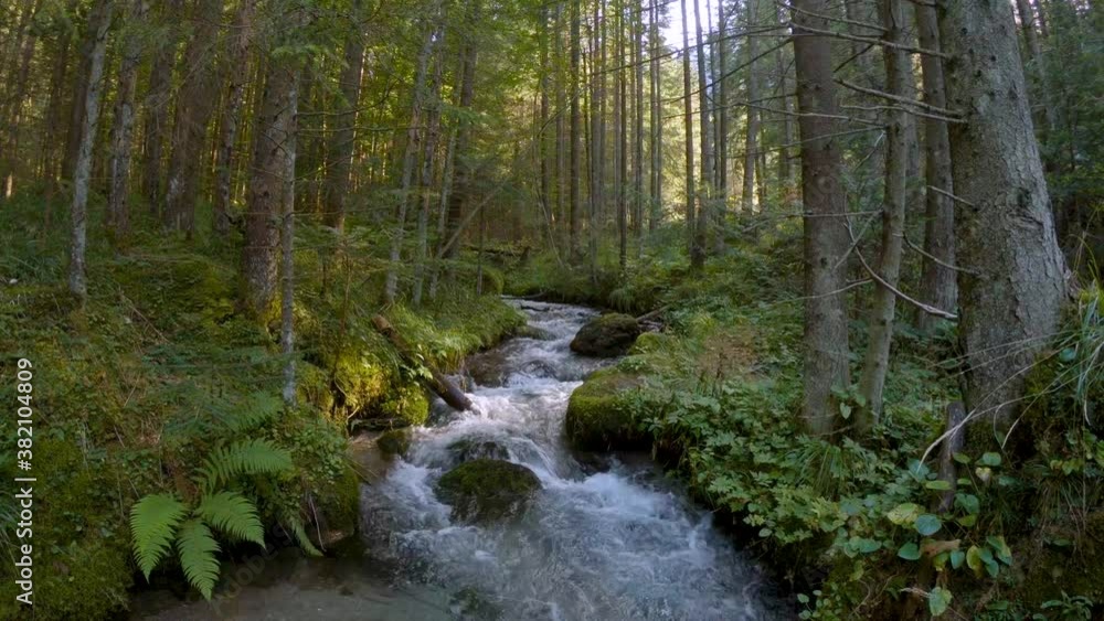 River deep in the green pine trees forests. A river stream flowing across thick green forest. Stream in the wood. Beautiful fresh green nature scenic landscape. River deep in the green pine trees forests. A river stream flowing across thick green forest. Stream in the wood. Beautiful fresh green nature scenic landscape.
