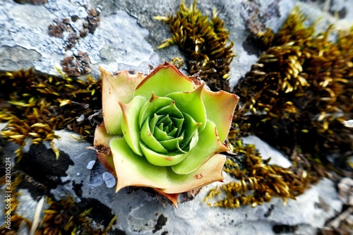 A houseleek (Sempervivum) on a rock among moss