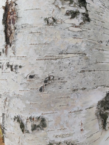 bark of a tree
