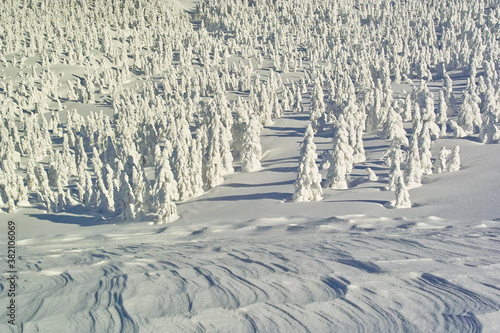 樹氷