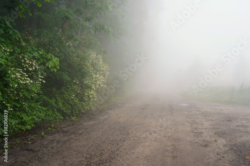 June dawn, foggy morning, landscape with roads and trees