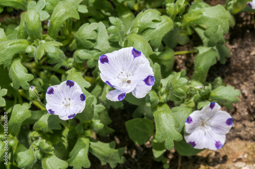 Baby Blue Eyes (Nemophila maculata) in garden photo