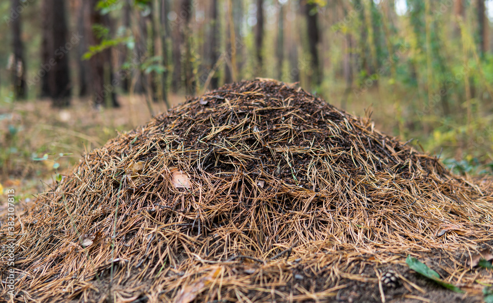 .the nature of the habitat of forest ants in anthills. .the nature of the habitat of forest ants in anthills.