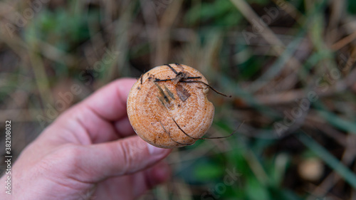 autumn season for picking forest edible mushrooms