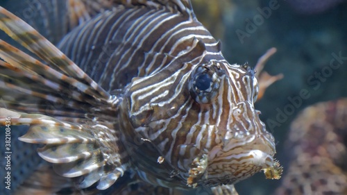 Lion fish live in aquarium © Glebstock
