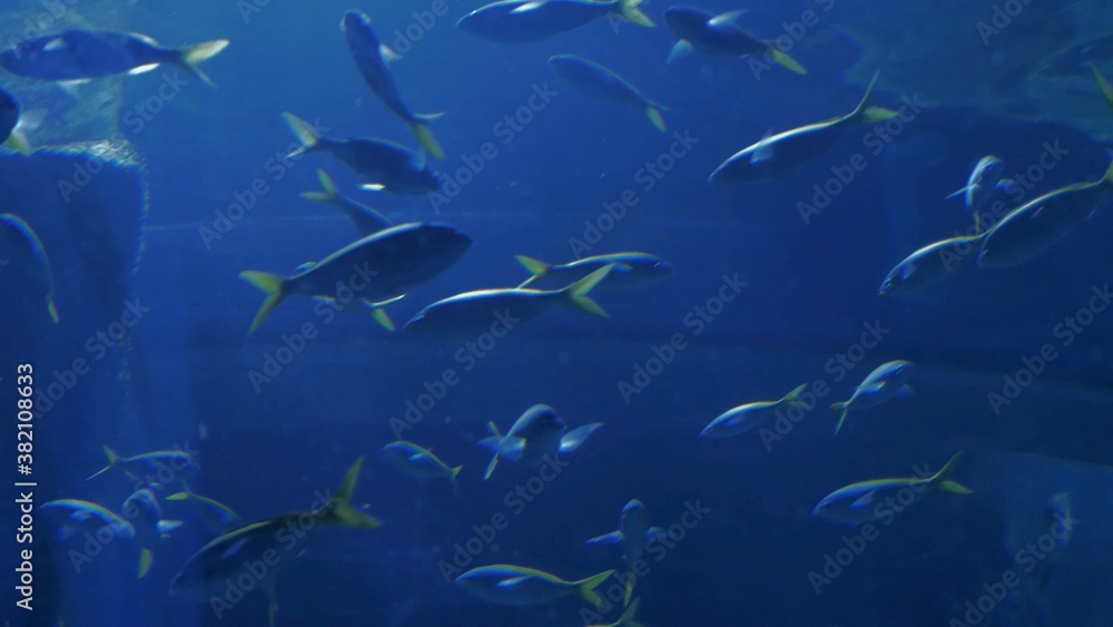 Underwater - exotic fishes in an aquarium Underwater - exotic fishes in an aquarium