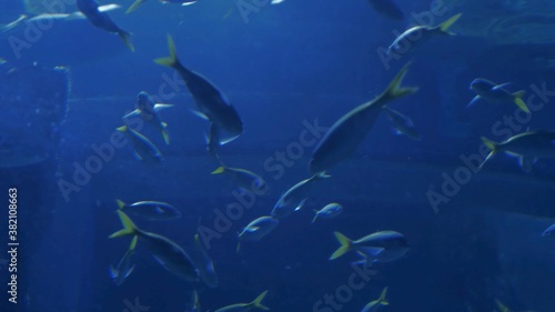 Underwater - exotic fishes in an aquarium
