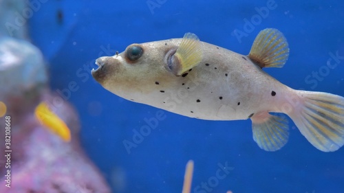 Underwater - exotic fishes in an aquarium
