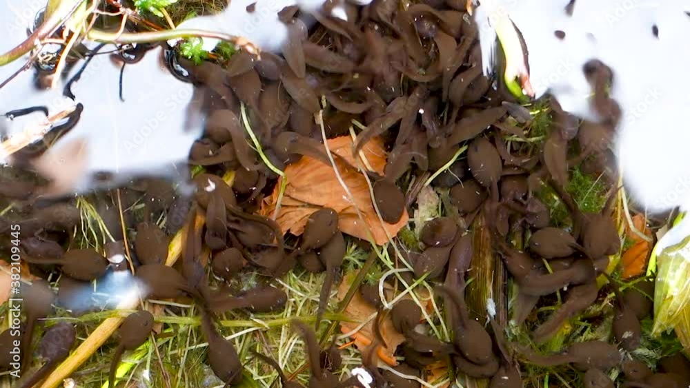 Many Tadpoles Moves Underwater in Shallow Lake Swamp. Pollywog As ...