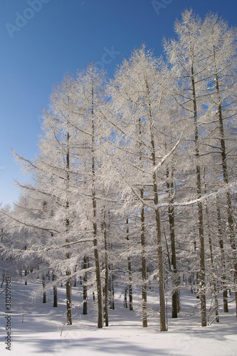 樹氷