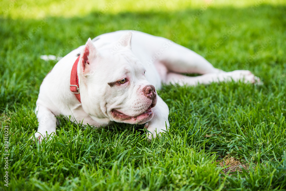 American Bully puppy dog lies on green grass