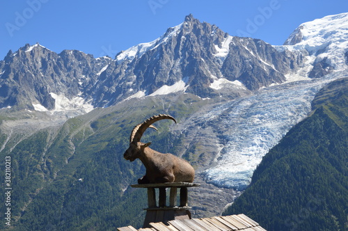 Bouquetin - Massif du Mont Blanc - Haute Savoie