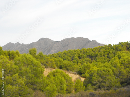 Camino de montaña con pinos