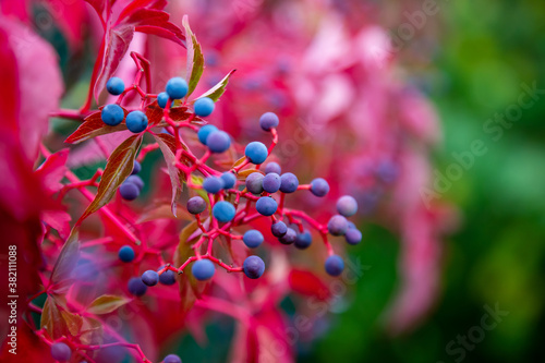 Small blue and purple wild grapes with red leaves in autumn