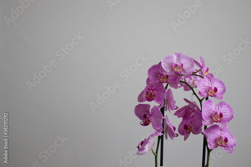 Fleurs d'orchidée rose et blanche sur un mur peint en blanc légèrement sombre