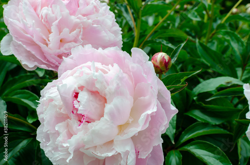 Beautiful chinese peiny - Paeonia lactiflora 