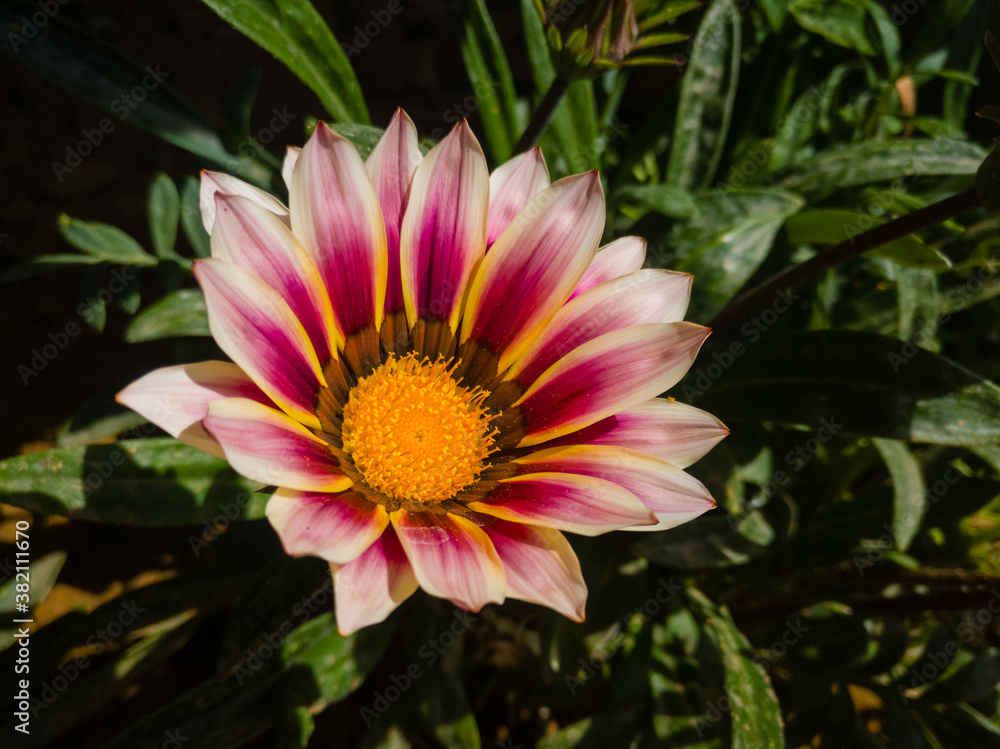 A closeup look at one gerbera flower in the garden against a green stem with leaves during a sunny day. A closeup look at one gerbera flower in the garden against a green stem with leaves during a sunny day.