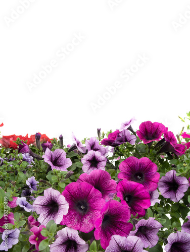 Petunia flowers isolated on a white background for writing text.