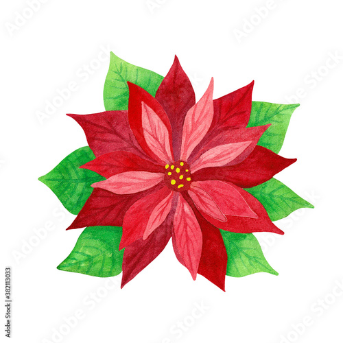 Poinsettia. Red plant with green leaves. Traditional Christmas plant. Isolated hand painted watercolor illustration on white background