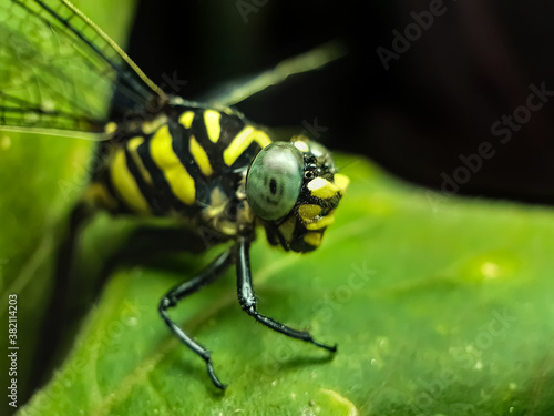 A dragonfly is perched on the leaves of a green tree. This is a garden. © Abani