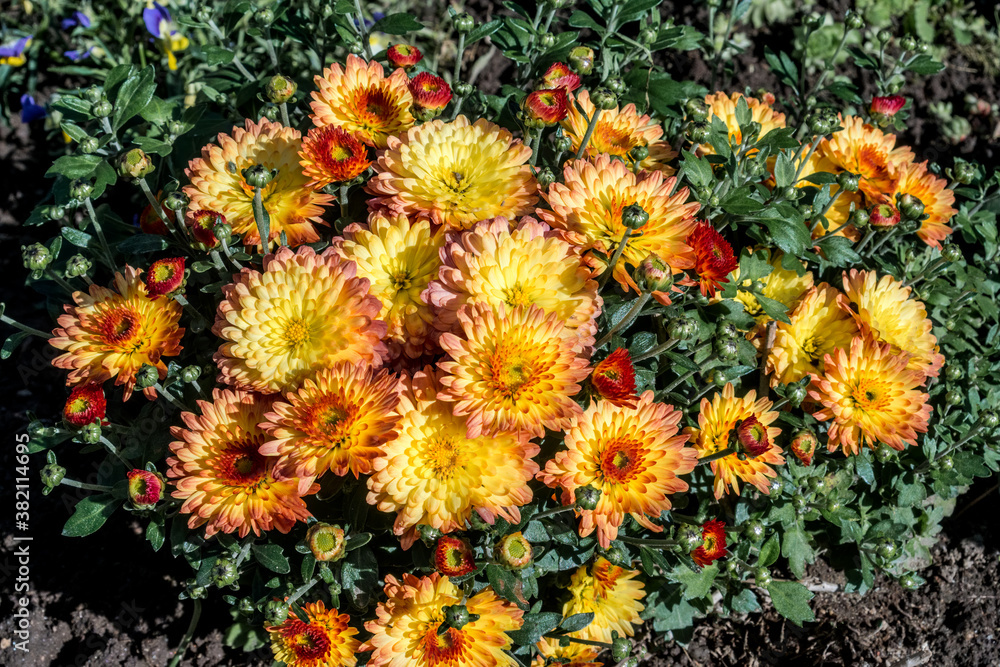 Florist's Daisy (Chrysanthemum morifolium) in garden Florist's Daisy (Chrysanthemum morifolium) in garden