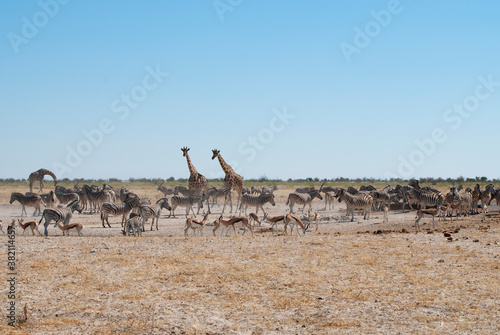 Different animals, including giraffes, zebras and antelopes, gathering at a watering hole in Etosha National Park, Namibia. Africa.