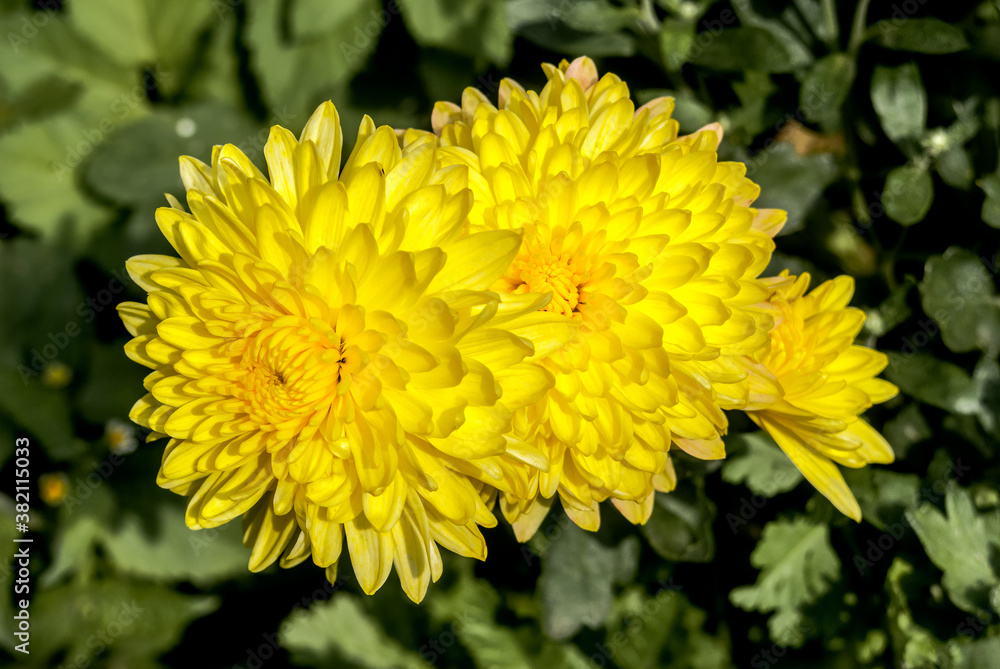 Florist's Daisy (Chrysanthemum morifolium) in garden Florist's Daisy (Chrysanthemum morifolium) in garden
