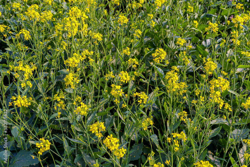 Obraz premium Yellow color mustard flower plant in a field.