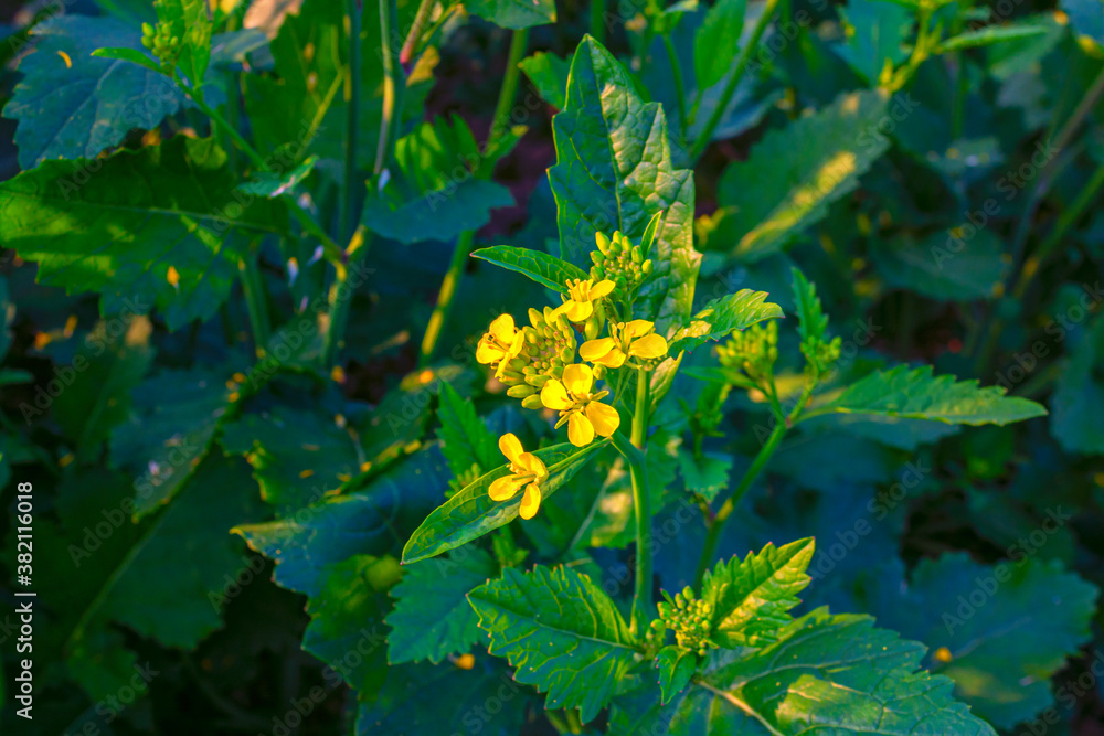 Yellow color mustard flower plant in a field. Yellow color mustard flower plant in a field.