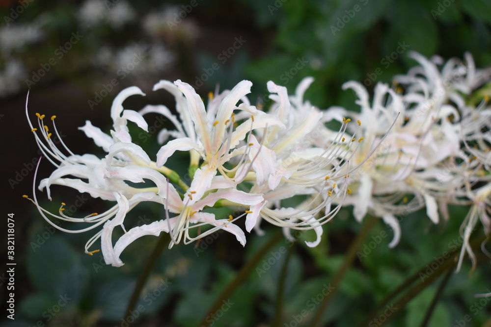 Spider online lily white