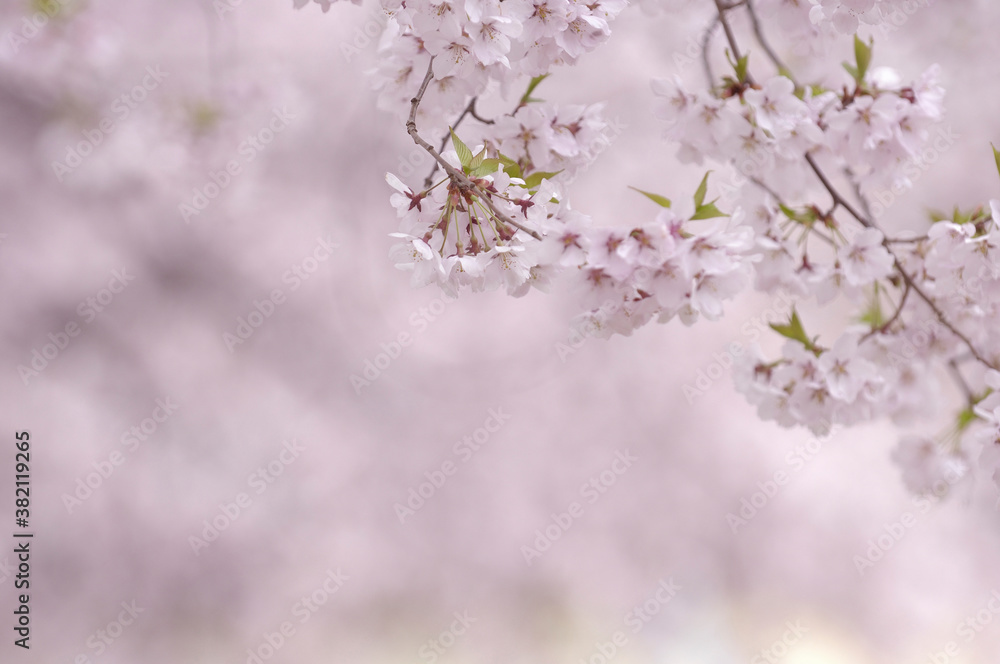 桜 桜