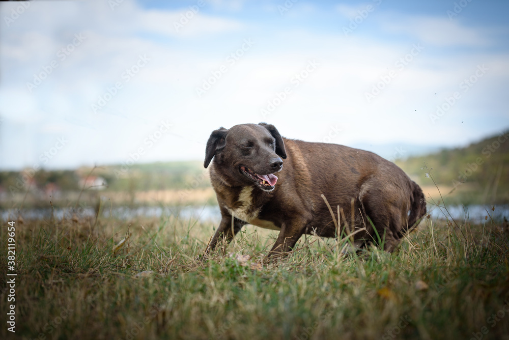 Old dog from dog shelter in a free walk near the lake Old dog from dog shelter in a free walk near the lake