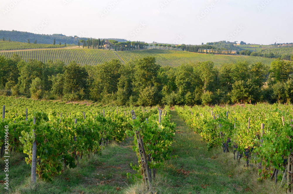 Vineyards autumn landscape in Tuscany, Italy