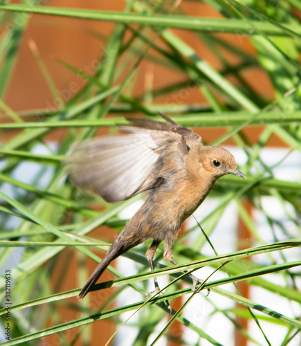 brown rock chat in the bushes  photo