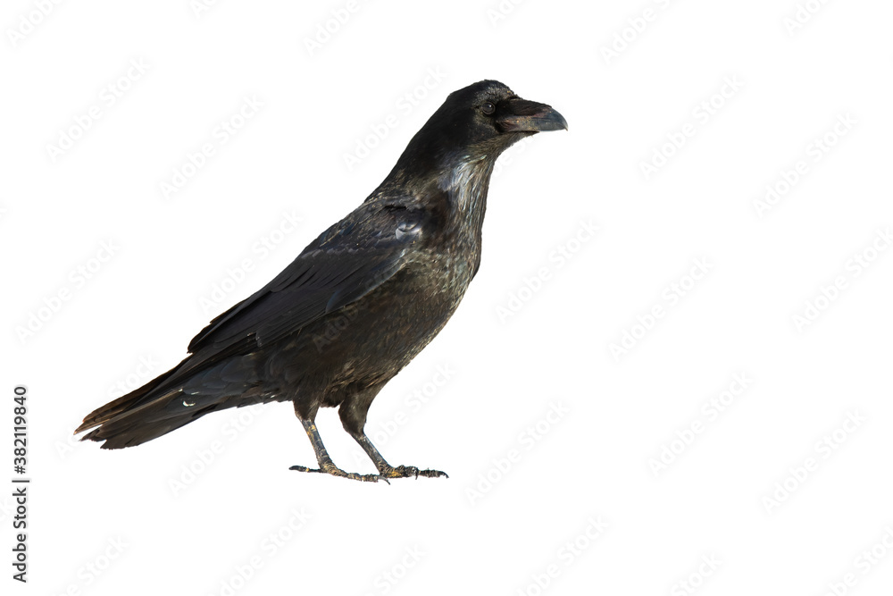 Obraz Kruk pospolity, corvus corax, stojący w przyrodzie na białym tle. Obserwowanie ciemnego ptaka wycięte na puste. Czarny ptactwa zwierząt patrząc z miejsca na kopię.