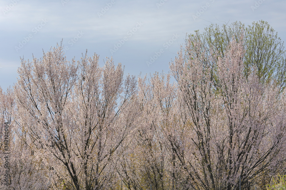 啓扇桜 啓扇桜