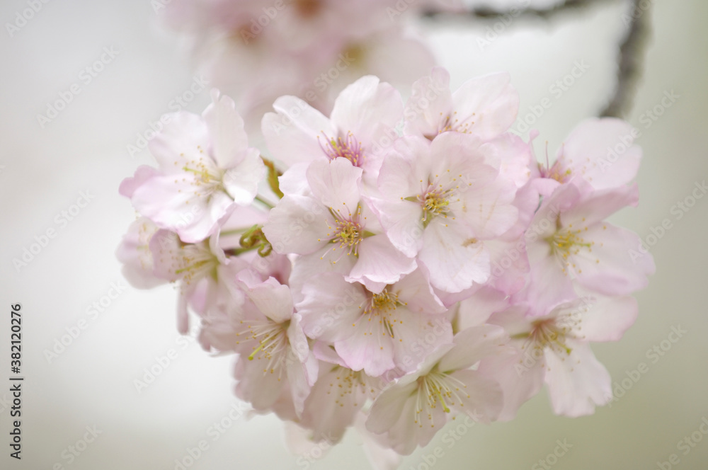 桜 桜