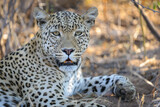 .Leopard (Panthera pardus) female. Central Kalahari. Botswana.