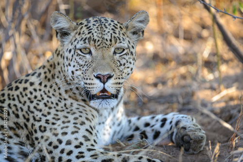 .Leopard (Panthera pardus) female. Central Kalahari. Botswana.