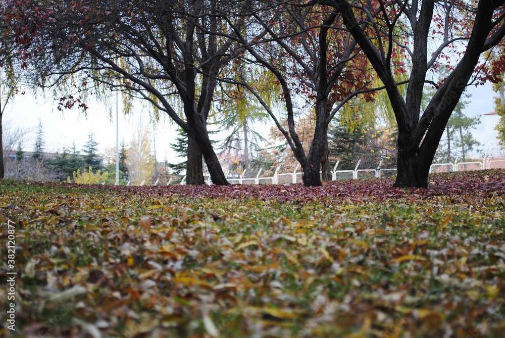 Fantastic view of trees and leaves falling in autumn Fantastic view of trees and leaves falling in autumn