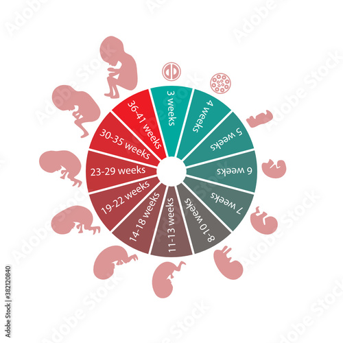 Pregnancy through the weeks. Illustration of pregnancies through the weeks shown through a circular diagram